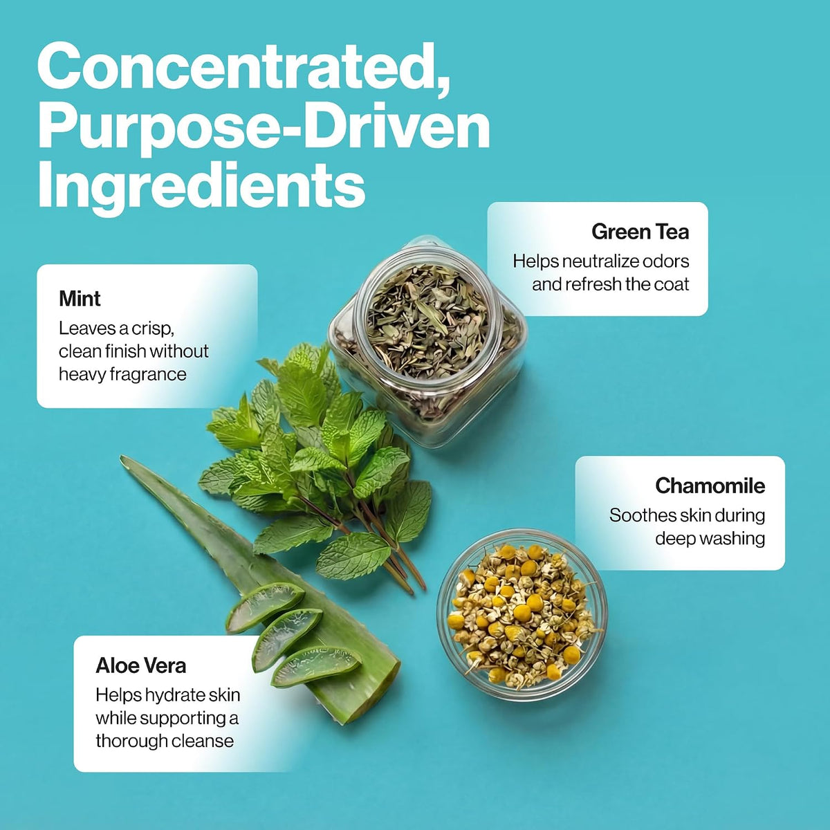 An infographic detailing the concentrated purpose-driven ingredients of a hair cleansing product, featuring a jar of dried green tea, a bowl of chamomile, a fresh mint sprig, and aloe vera slices on a bright blue background with descriptive text boxes.