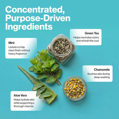 An infographic detailing the concentrated purpose-driven ingredients of a hair cleansing product, featuring a jar of dried green tea, a bowl of chamomile, a fresh mint sprig, and aloe vera slices on a bright blue background with descriptive text boxes.